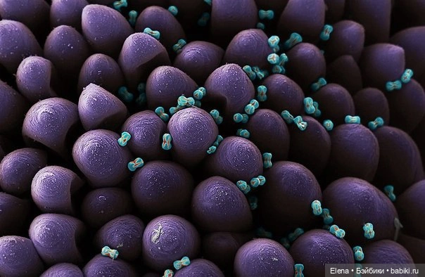 Пыльца под микроскопом от Роберта Кесселера (фото 4)