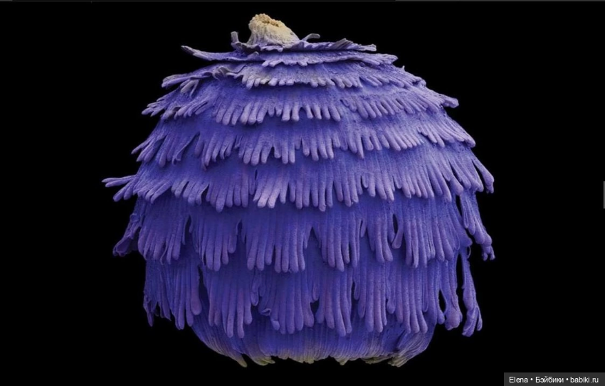 Пыльца под микроскопом от Роберта Кесселера (фото 2)