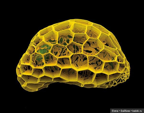 Пыльца под микроскопом от Роберта Кесселера (фото 9)