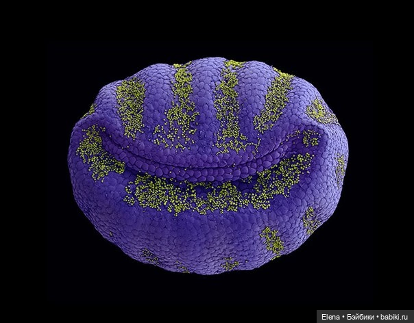 Пыльца под микроскопом от Роберта Кесселера (фото 8)