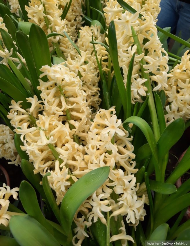 Всем хочется Весны🌞🌱 — Винтажные куклы ГДР (Немки): Бигги