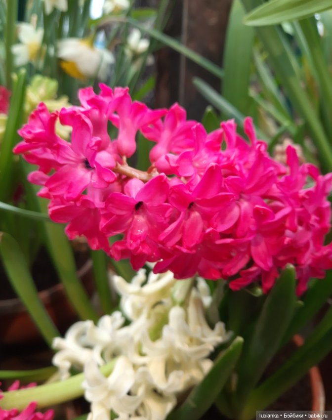 Всем хочется Весны🌞🌱 — Винтажные куклы ГДР (Немки): Бигги (фото 8)