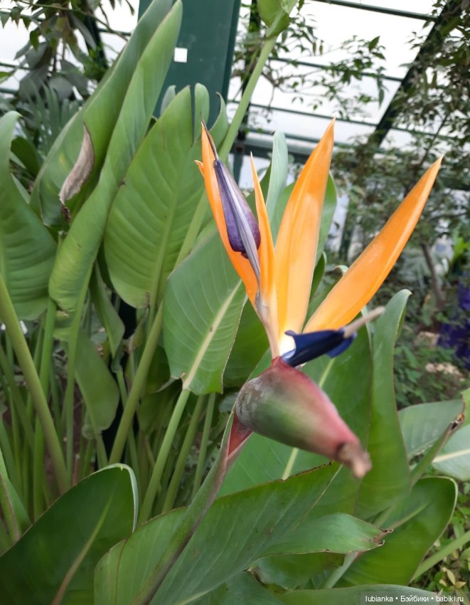 Всем хочется Весны🌞🌱 — Винтажные куклы ГДР (Немки): Бигги