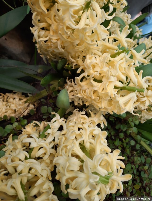 Всем хочется Весны🌞🌱 — Винтажные куклы ГДР (Немки): Бигги (фото 4)