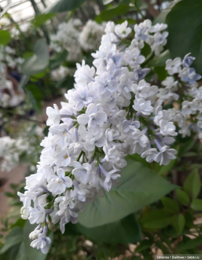 Всем хочется Весны🌞🌱 — Винтажные куклы ГДР (Немки): Бигги (фото 3)