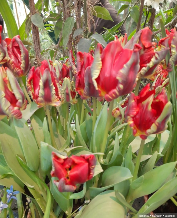 Всем хочется Весны🌞🌱 — Винтажные куклы ГДР (Немки): Бигги (фото 6)