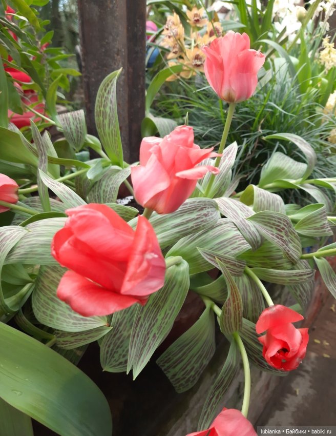 Всем хочется Весны🌞🌱 — Винтажные куклы ГДР (Немки): Бигги