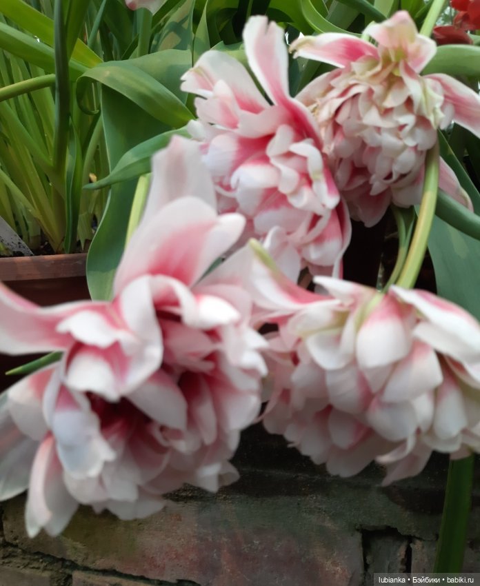 Всем хочется Весны🌞🌱 — Винтажные куклы ГДР (Немки): Бигги (фото 7)