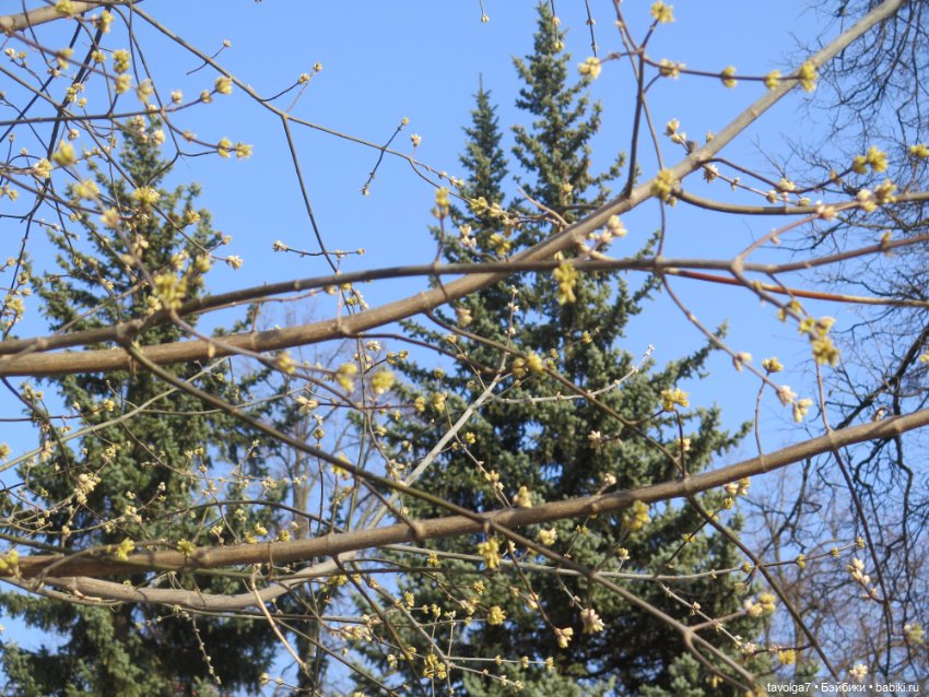 "На миру и Смерть красна!" - Catrinas Underworld