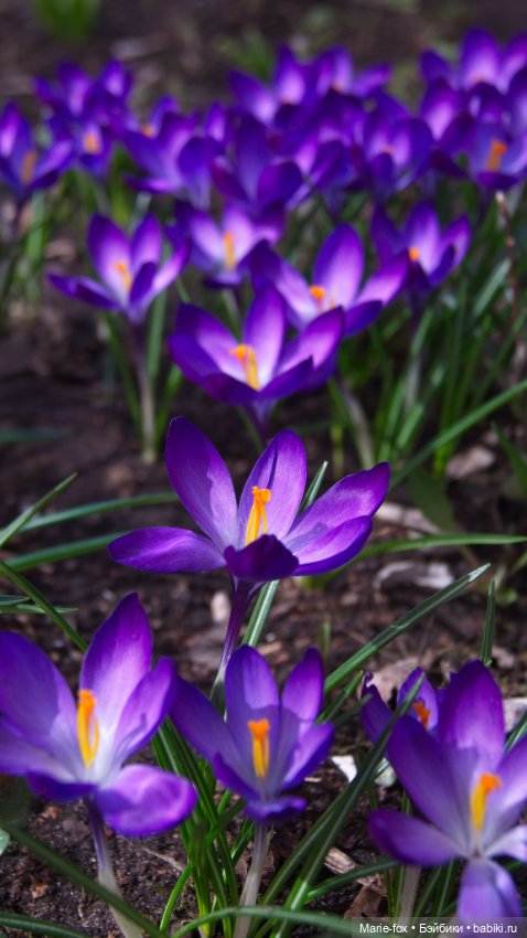 Весенние портреты. DeeAnna Denton