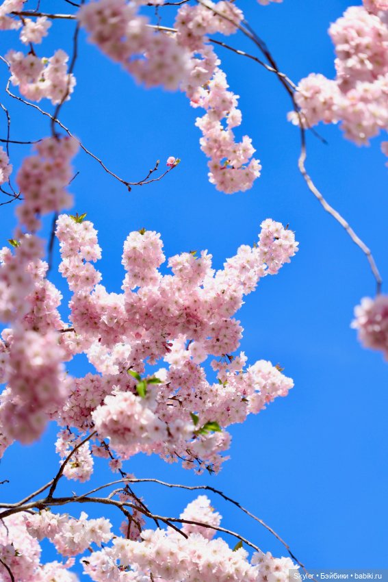 Элли и сакура..🌸 — Куклы Xiaomi Monst (Сяоми) и Pipitom: шарнирные