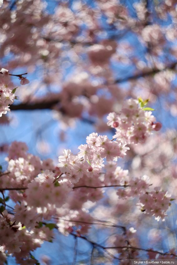 Элли и сакура..🌸 — Куклы Xiaomi Monst (Сяоми) и Pipitom: шарнирные