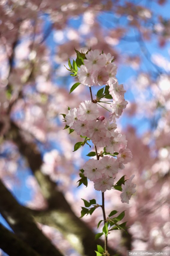 Элли и сакура..🌸 — Куклы Xiaomi Monst (Сяоми) и Pipitom: шарнирные (фото 10)