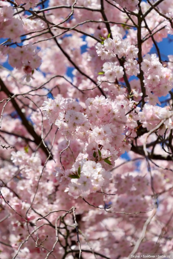 Элли и сакура..🌸 — Куклы Xiaomi Monst (Сяоми) и Pipitom: шарнирные