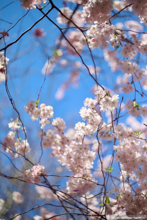 Элли и сакура..🌸 — Куклы Xiaomi Monst (Сяоми) и Pipitom: шарнирные