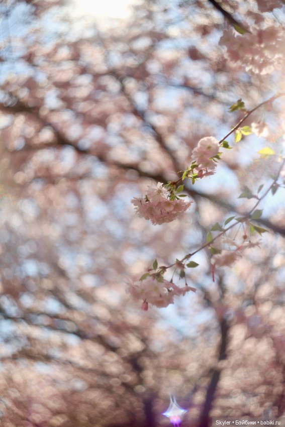 Элли и сакура..🌸 — Куклы Xiaomi Monst (Сяоми) и Pipitom: шарнирные