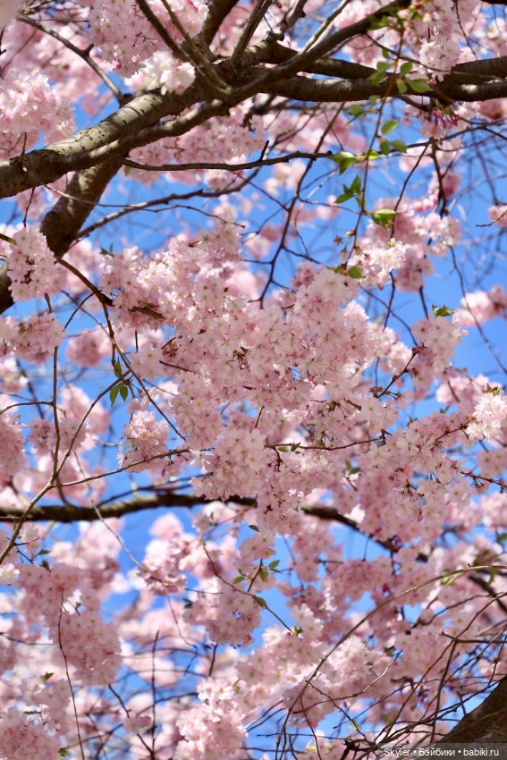 Элли и сакура..🌸 — Куклы Xiaomi Monst (Сяоми) и Pipitom: шарнирные