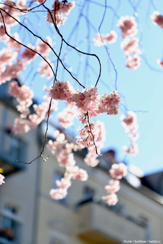 Элли и сакура..🌸 — Куклы Xiaomi Monst (Сяоми) и Pipitom: шарнирные