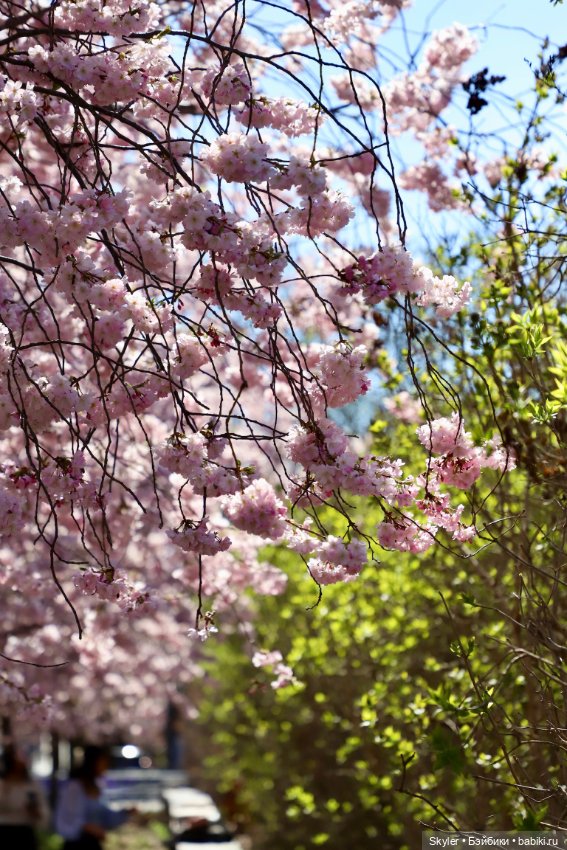 Элли и сакура..🌸 — Куклы Xiaomi Monst (Сяоми) и Pipitom: шарнирные (фото 8)