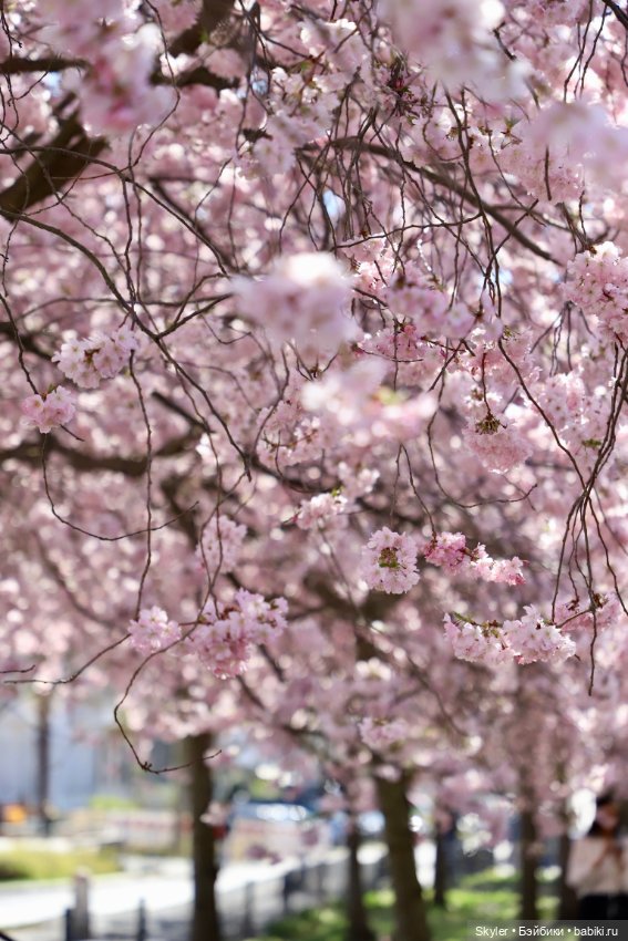 Элли и сакура..🌸 — Куклы Xiaomi Monst (Сяоми) и Pipitom: шарнирные (фото 7)