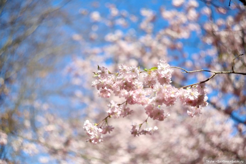 Элли и сакура..🌸 — Куклы Xiaomi Monst (Сяоми) и Pipitom: шарнирные