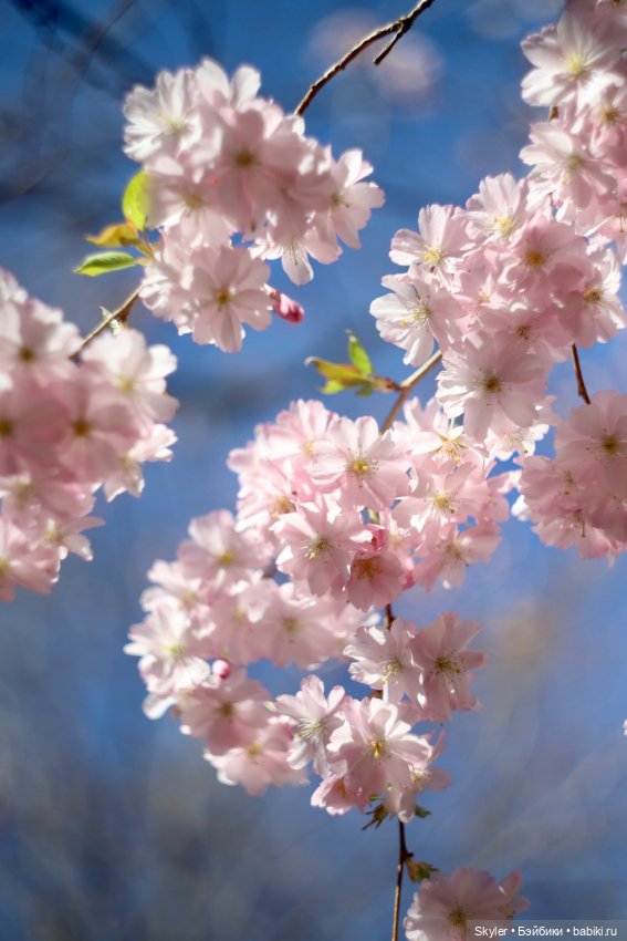 Элли и сакура..🌸 — Куклы Xiaomi Monst (Сяоми) и Pipitom: шарнирные