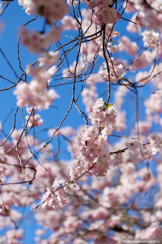 Элли и сакура..🌸 — Куклы Xiaomi Monst (Сяоми) и Pipitom: шарнирные