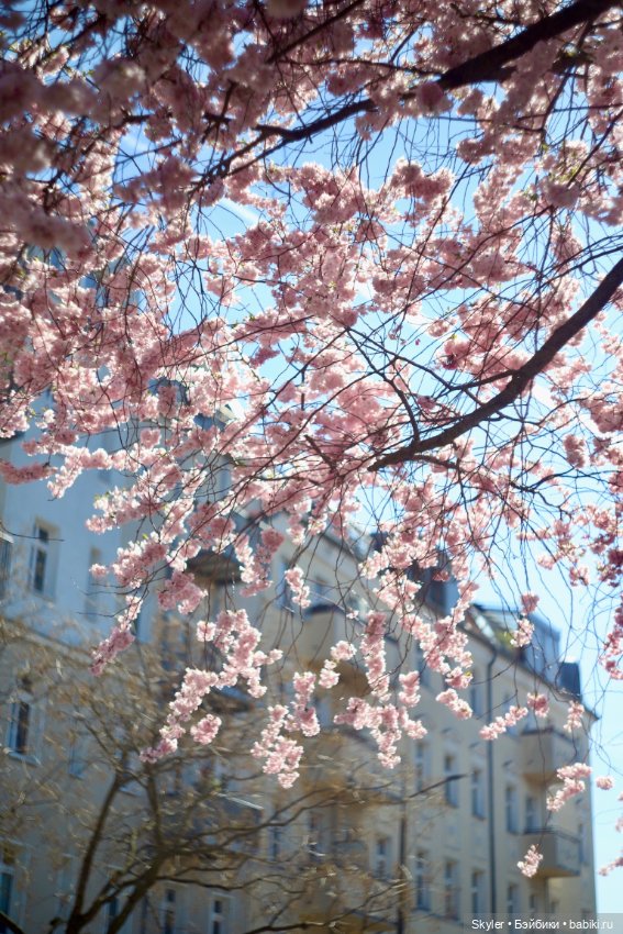 Элли и сакура..🌸 — Куклы Xiaomi Monst (Сяоми) и Pipitom: шарнирные