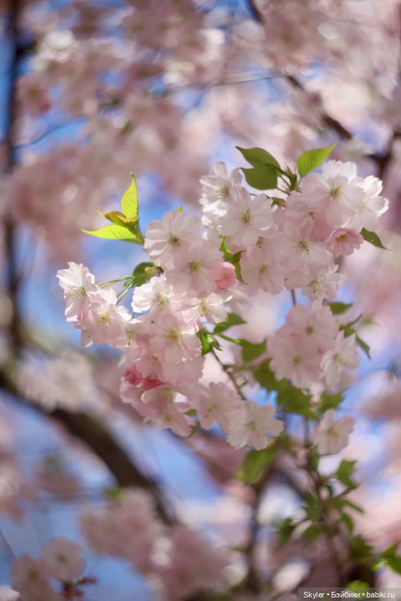 Элли и сакура..🌸 — Куклы Xiaomi Monst (Сяоми) и Pipitom: шарнирные