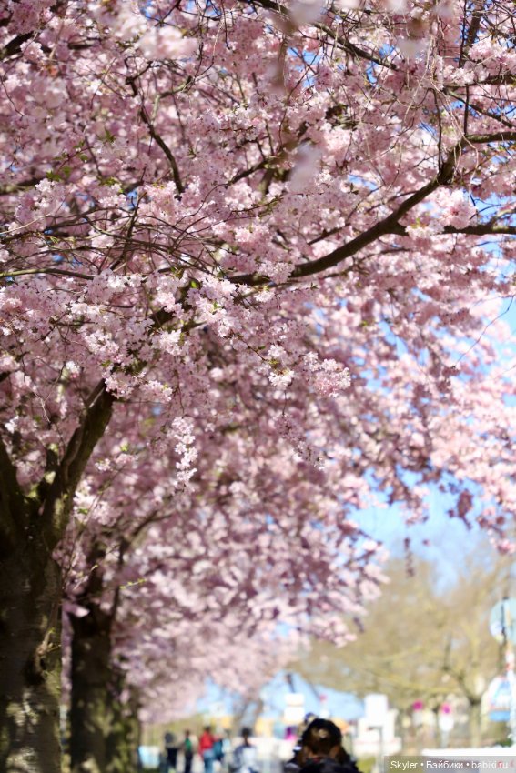 Элли и сакура..🌸 — Куклы Xiaomi Monst (Сяоми) и Pipitom: шарнирные (фото 9)