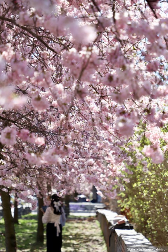 Элли и сакура..🌸 — Куклы Xiaomi Monst (Сяоми) и Pipitom: шарнирные (фото 6)