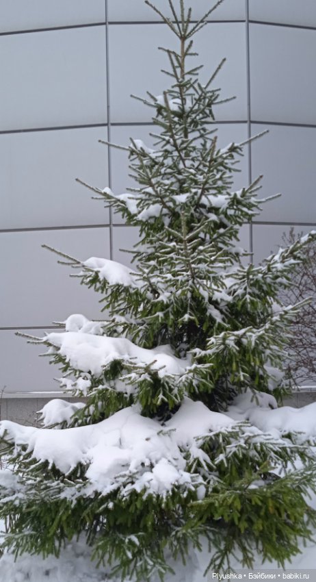 Муля и апрельский снег — Домашние фото авторских игрушек: Тедди (фото 10)