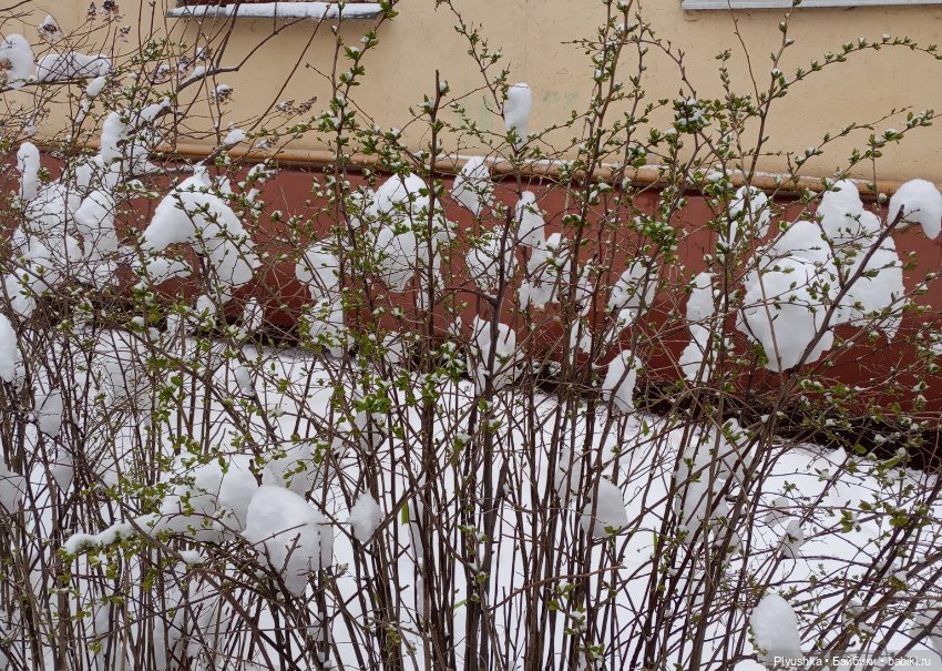 Муля и апрельский снег — Домашние фото авторских игрушек: Тедди (фото 4)