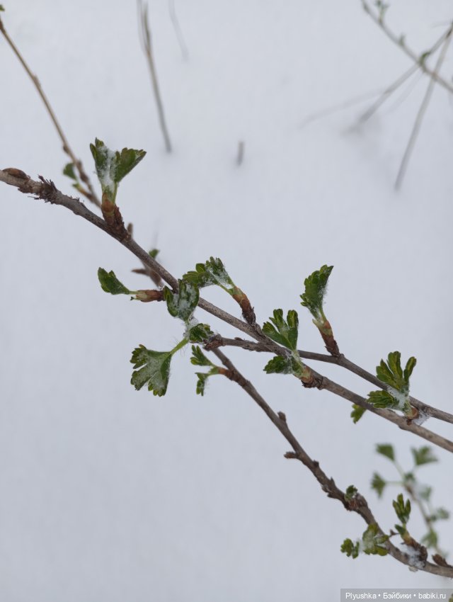 Муля и апрельский снег — Домашние фото авторских игрушек: Тедди (фото 7)
