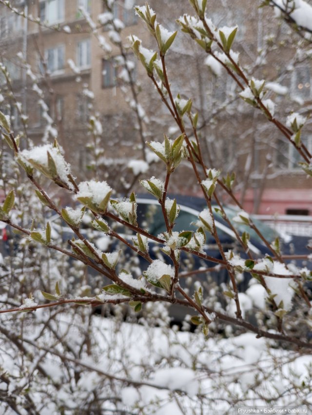 Муля и апрельский снег — Домашние фото авторских игрушек: Тедди