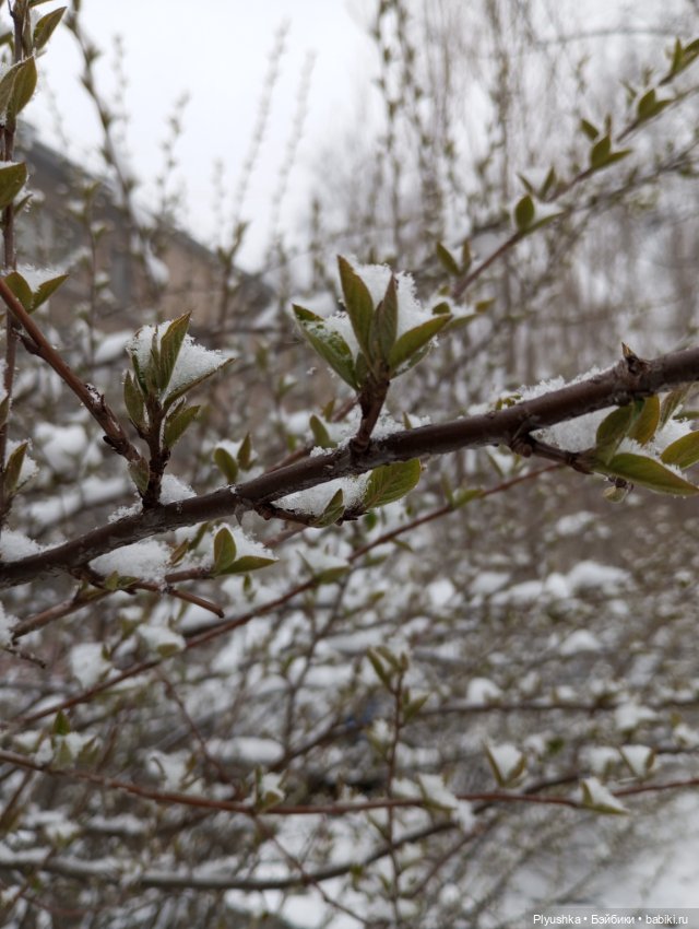 Муля и апрельский снег — Домашние фото авторских игрушек: Тедди (фото 2)