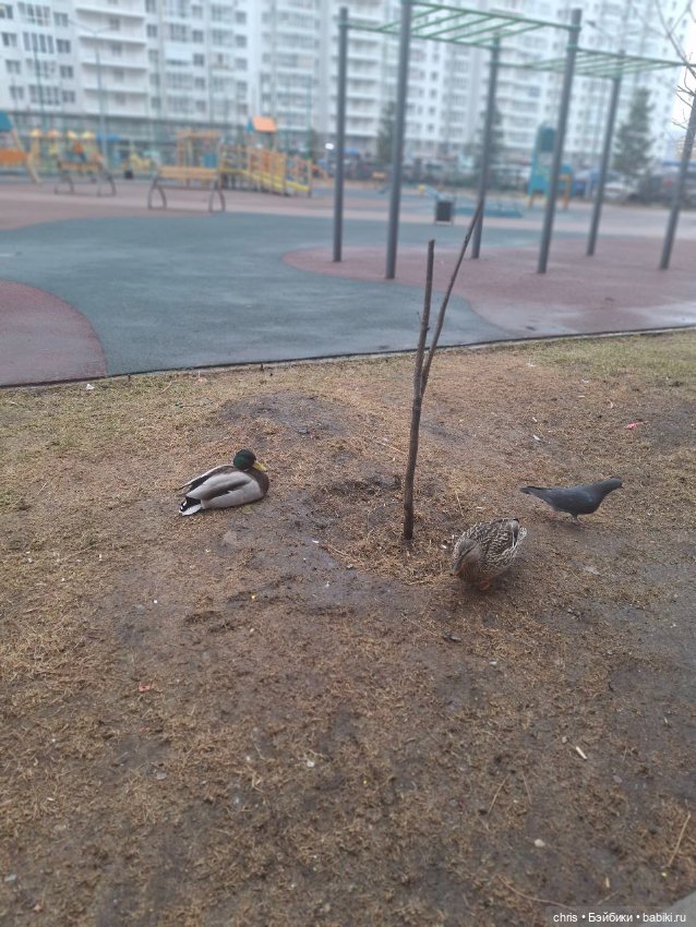 Топик за несколько дней с Come4arts) (фото 7)