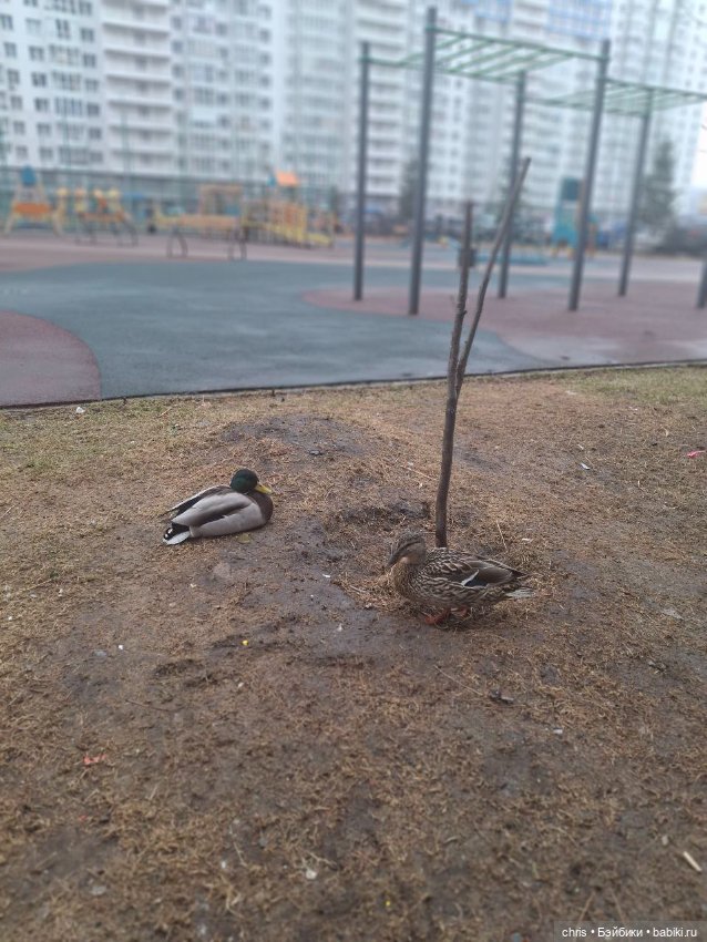 Топик за несколько дней с Come4arts) (фото 6)