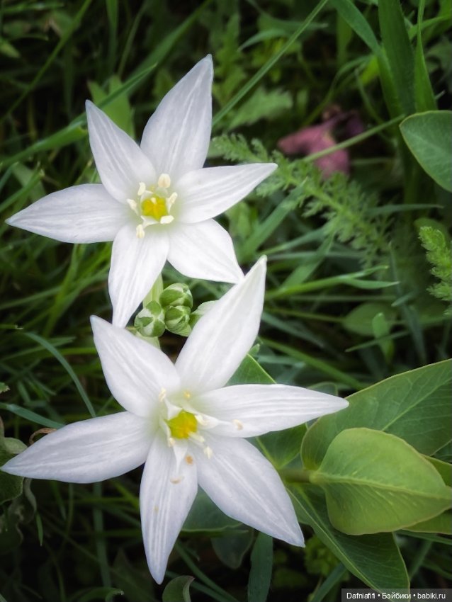 Келли и Майя — Игровые куклы разных производителей (Разное): редкие бренды