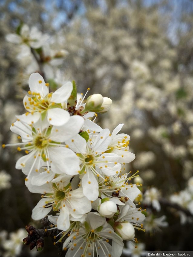 Келли и Майя — Игровые куклы разных производителей (Разное): редкие бренды (фото 7)