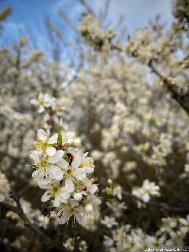 Келли и Майя — Игровые куклы разных производителей (Разное): редкие бренды (фото 8)