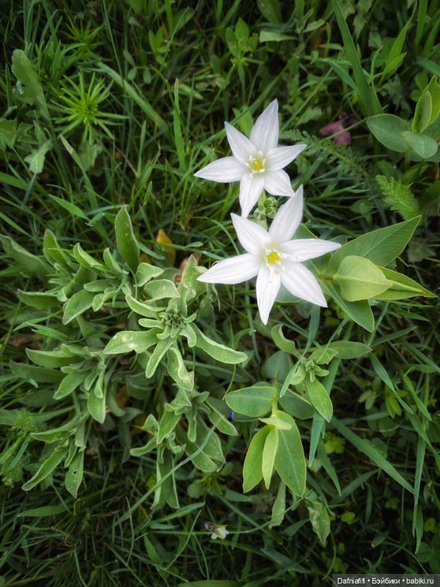 Келли и Майя — Игровые куклы разных производителей (Разное): редкие бренды