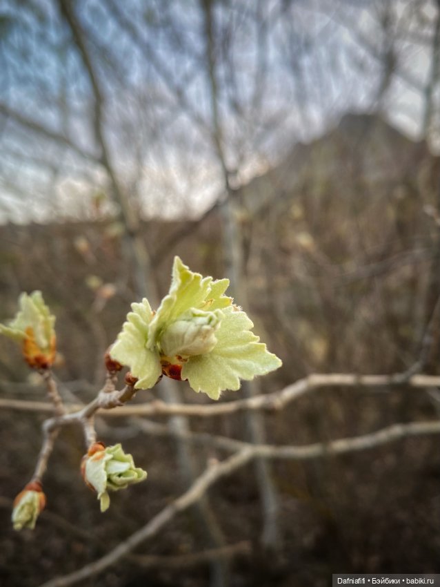 Келли и Майя — Игровые куклы разных производителей (Разное): редкие бренды (фото 4)