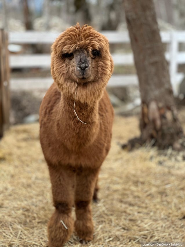 Поездка в Архыз — Туризм и путешествия: фотоотчеты из поездок