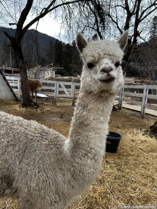 Поездка в Архыз — Туризм и путешествия: фотоотчеты из поездок