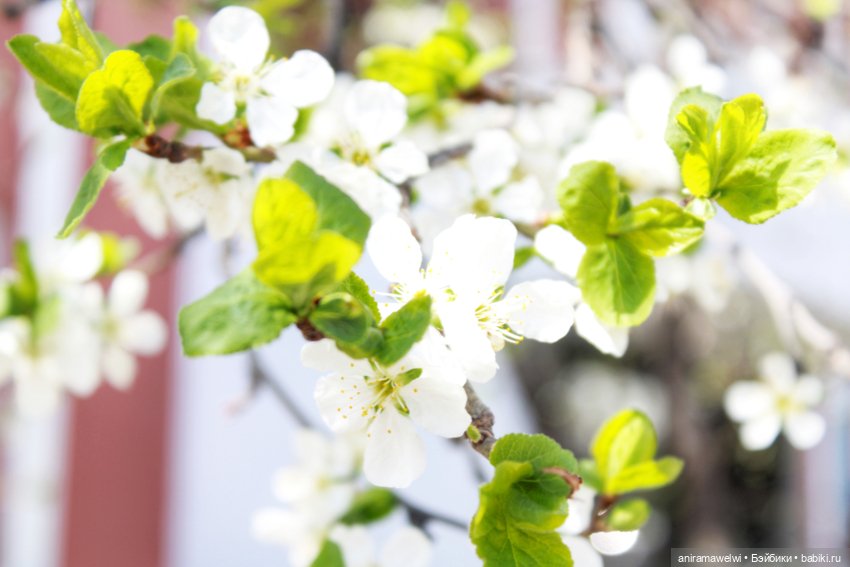 День вдвоем — Куклы Barbie (Барби): Looks