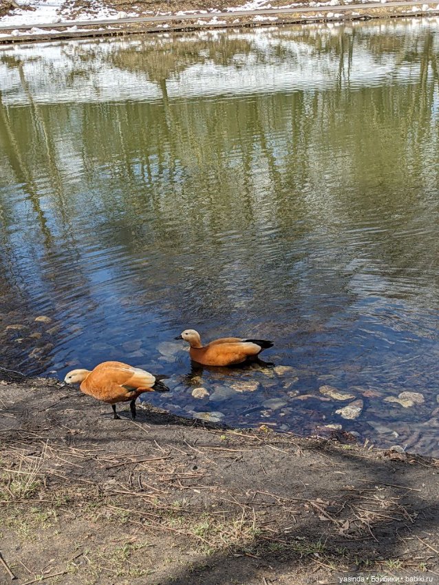 В юном месяце апреле — Куклы Takara Tomy (Такара): Licca (Ликка) (фото 9)