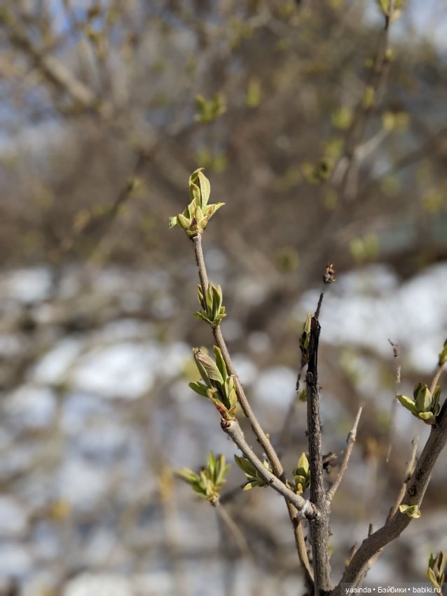 В юном месяце апреле — Куклы Takara Tomy (Такара): Licca (Ликка)