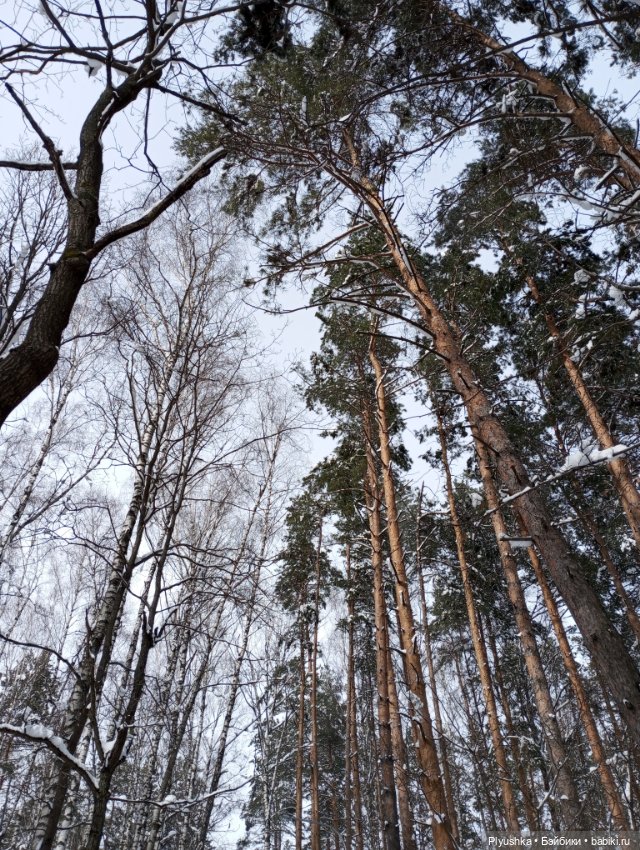 В зимнем лесу. В апреле) — Аналоги Барби и куклы 1/6: клоны 90 (фото 8)