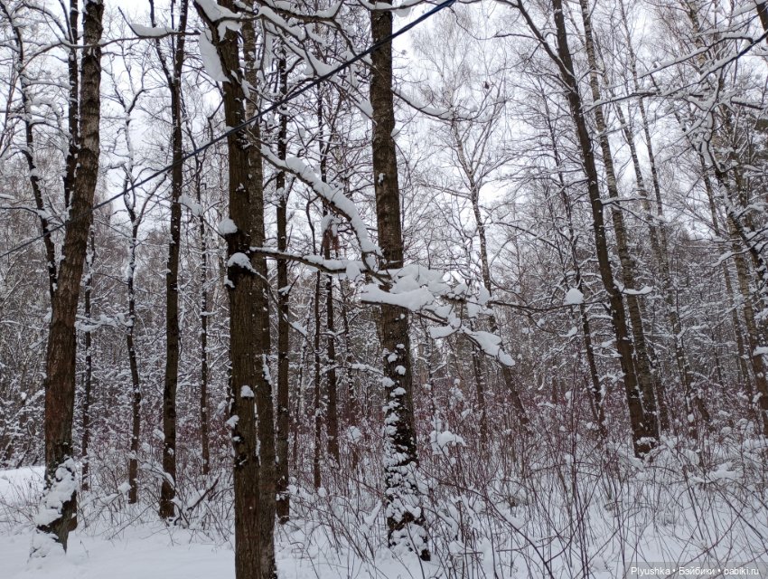 В зимнем лесу. В апреле) — Аналоги Барби и куклы 1/6: клоны 90